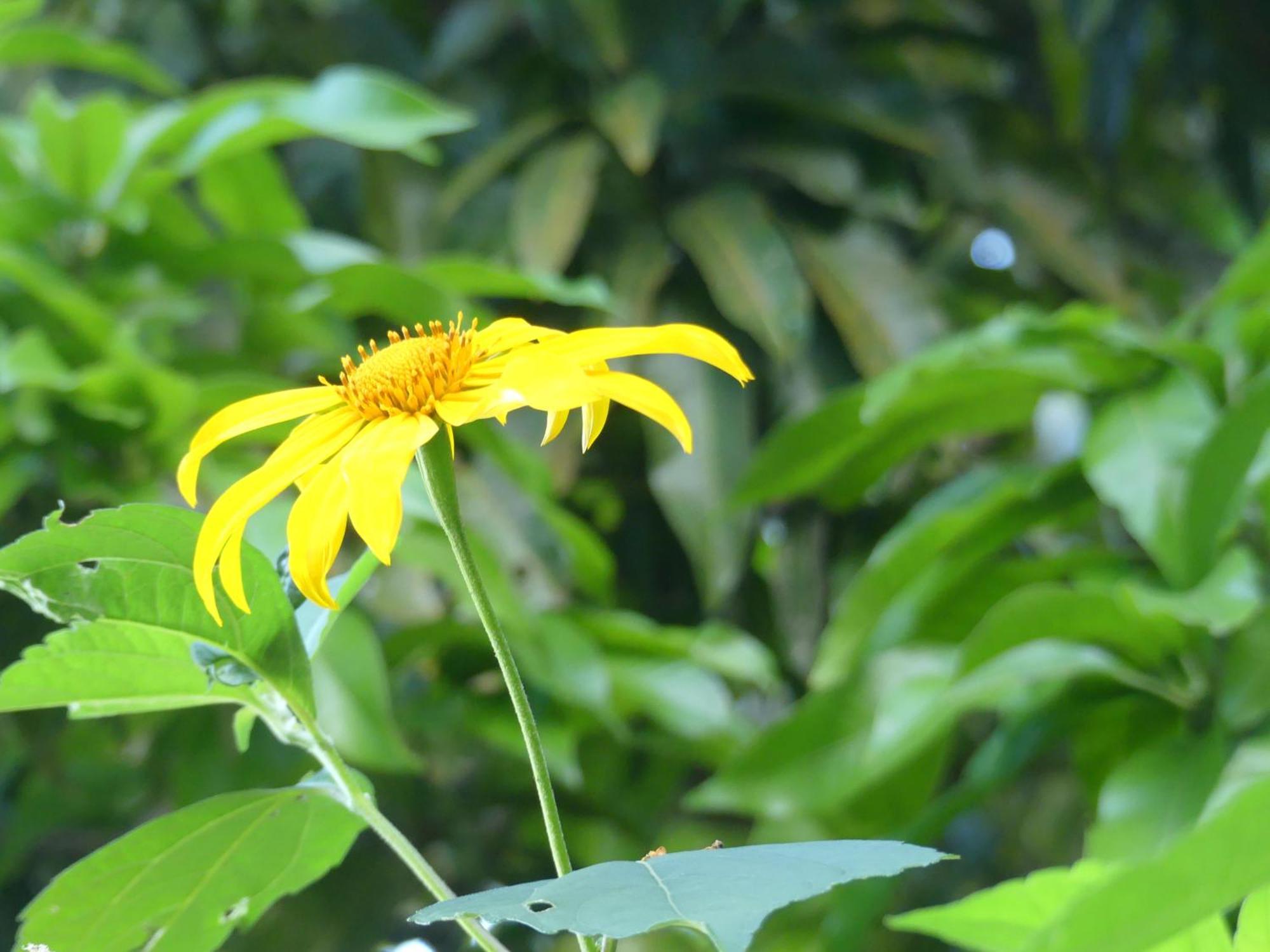Mano Verde Minca Dış mekan fotoğraf