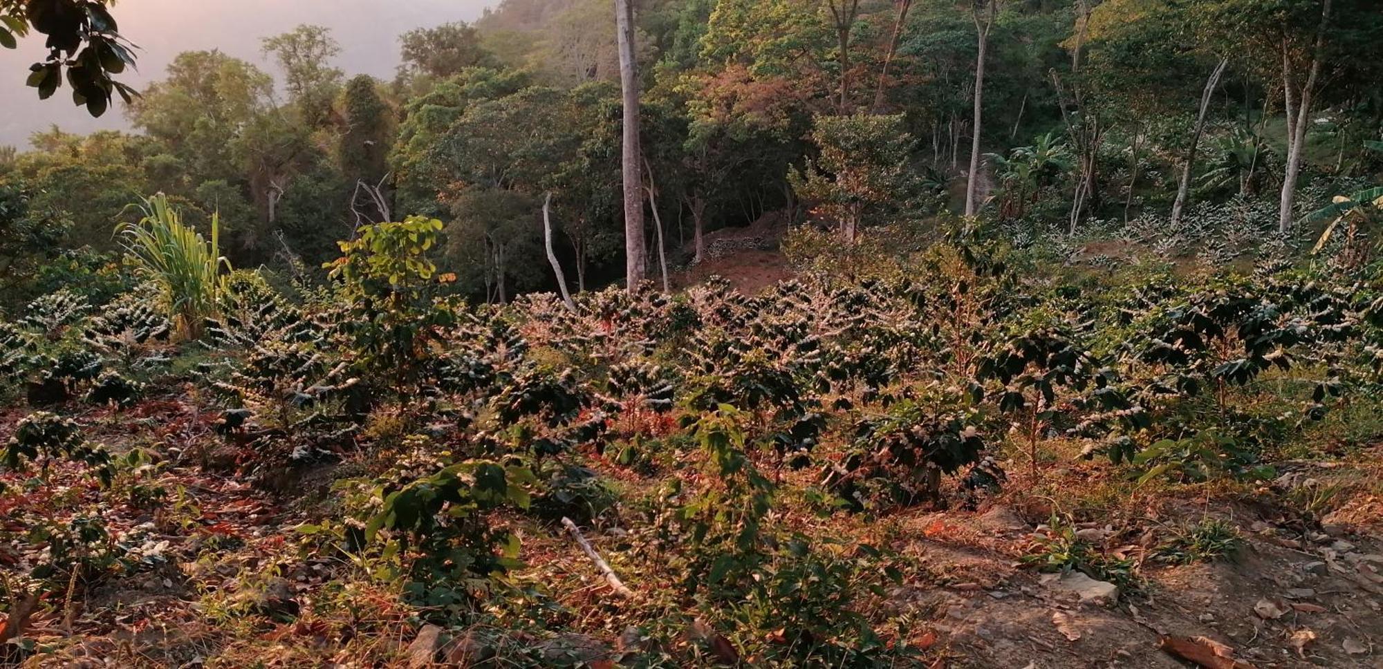 Mano Verde Minca Dış mekan fotoğraf